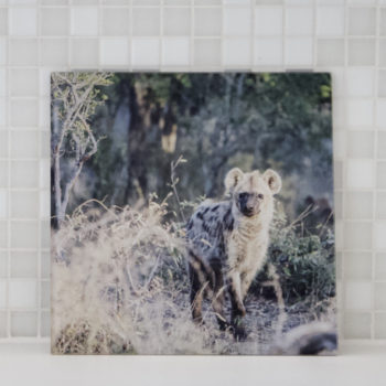 LiquesArt Fotoprint op acryl Hyena